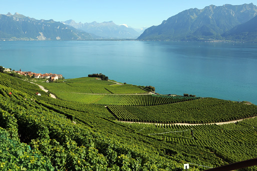 le vignoble